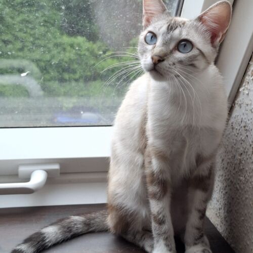 Katze