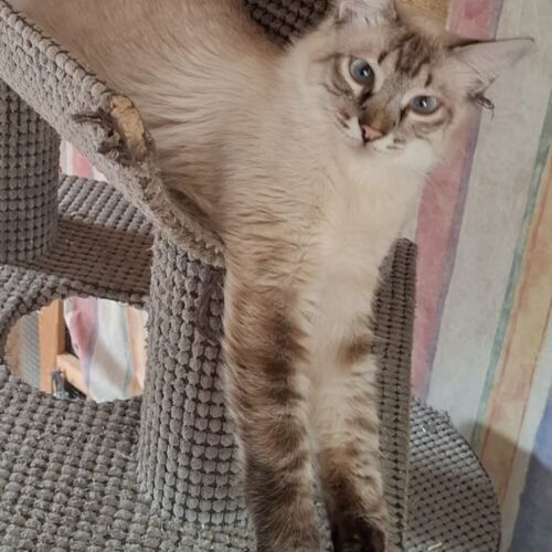 Katze