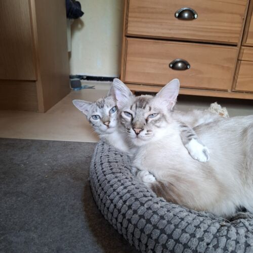 Katze