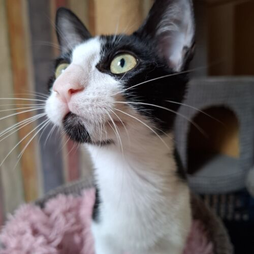 Katze