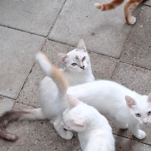 Katze