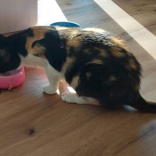 Katze