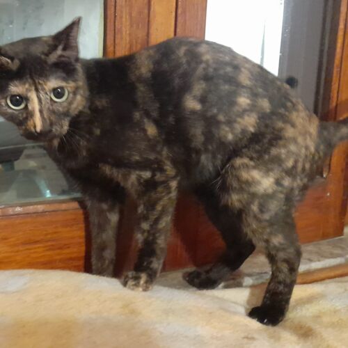 Katze