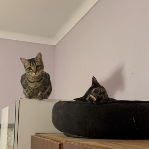 Katze