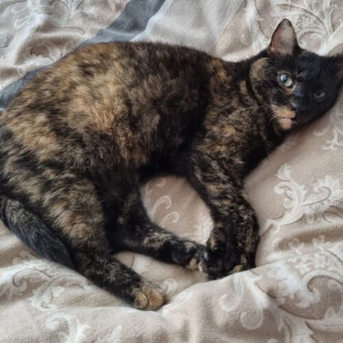 Katze