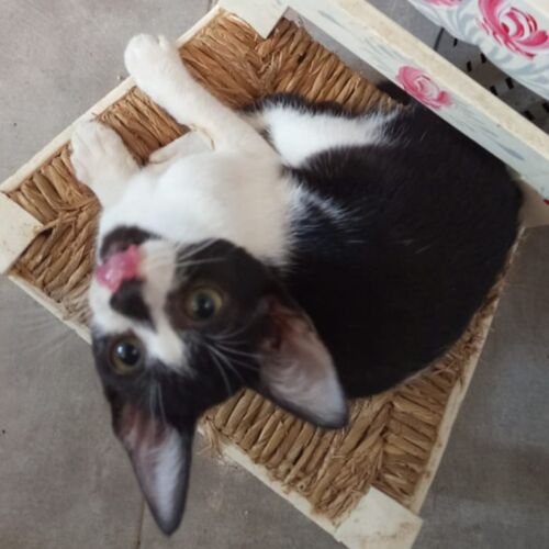 Katze