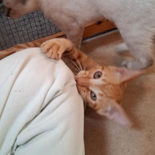 Katze