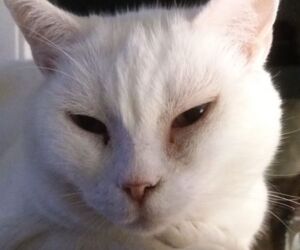 In Gedenken an Nicoleta