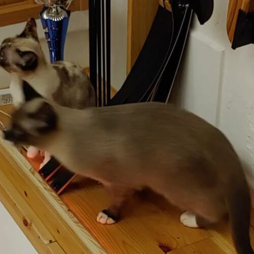 Katze