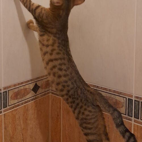 Katze