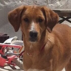 Happy Toby, Juni 2013