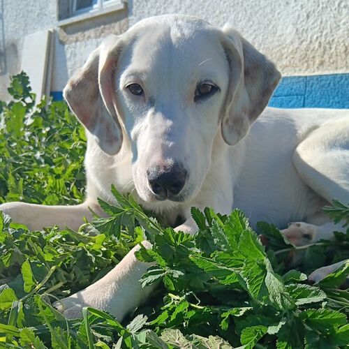 Mischa