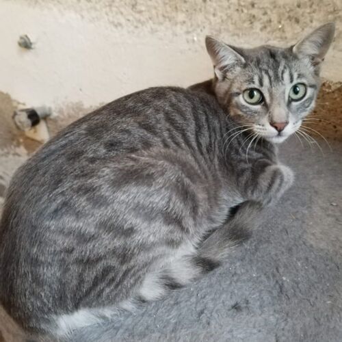 Katze