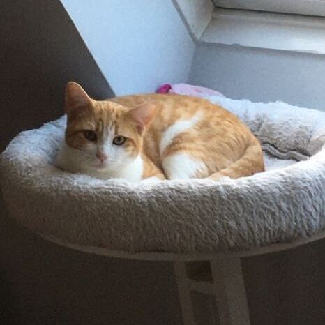Barrufet