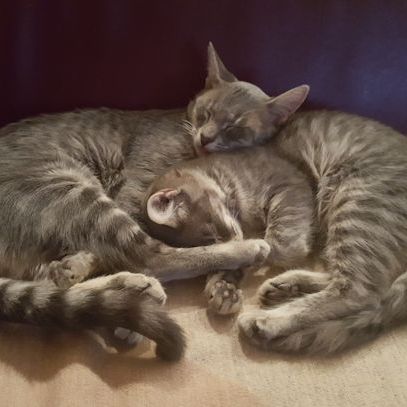 Pepito und Cenicienta