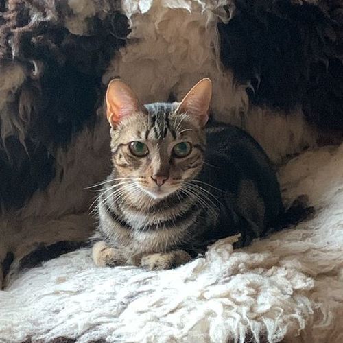 Timo