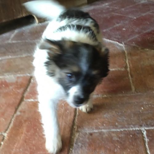 Unser Hund Vivalahund