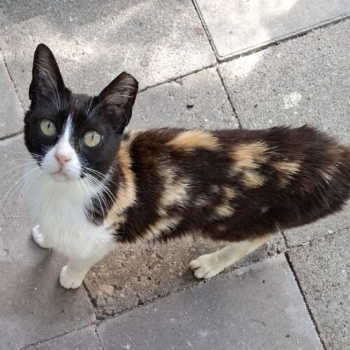 Katze