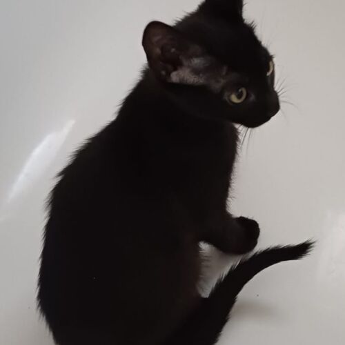 Katze