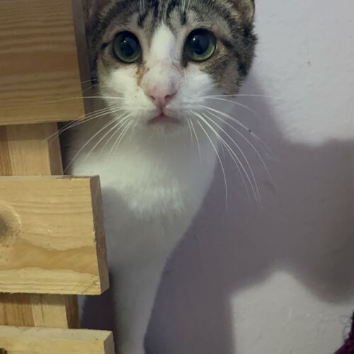 Katze