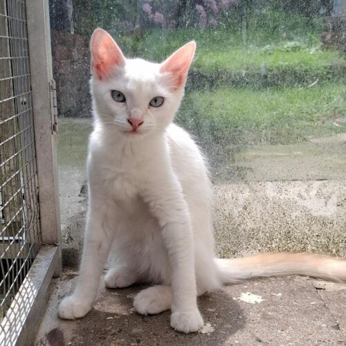 Katze