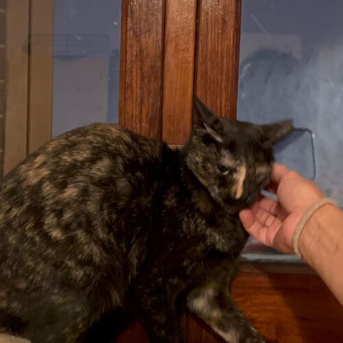Katze
