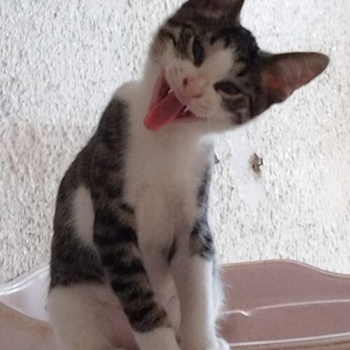 Katze