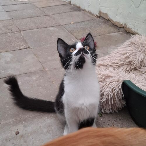 Katze