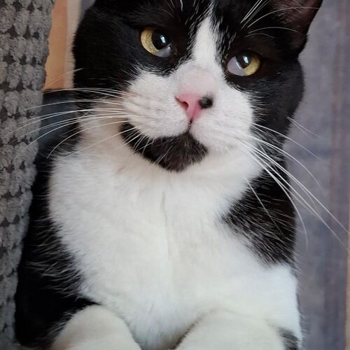 Leo