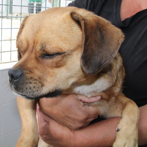 Unser Hund Vivalahund