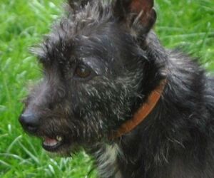 In Gedenken an Pippa