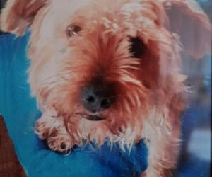 In Gedenken an Struppi