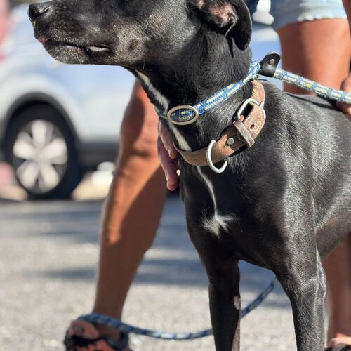 Mia