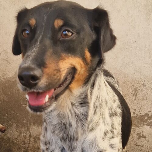 Tika