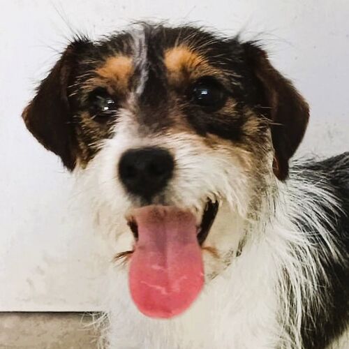Perla