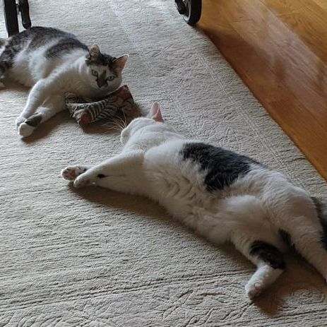 Katze