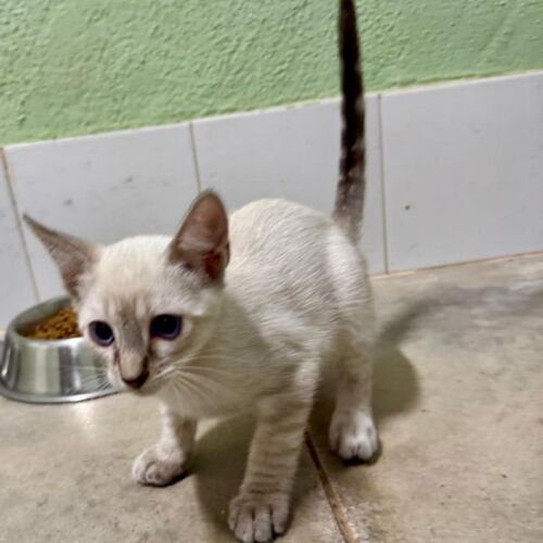 Katze