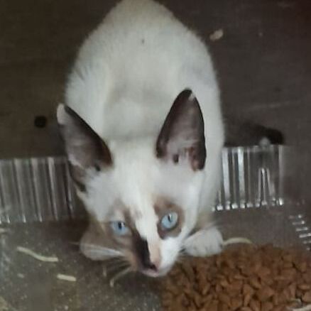 Katze
