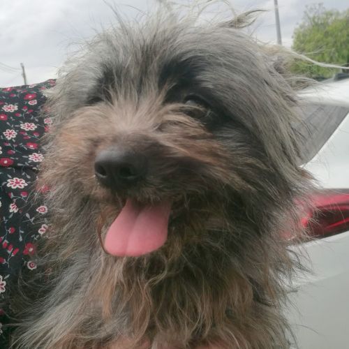 Chico