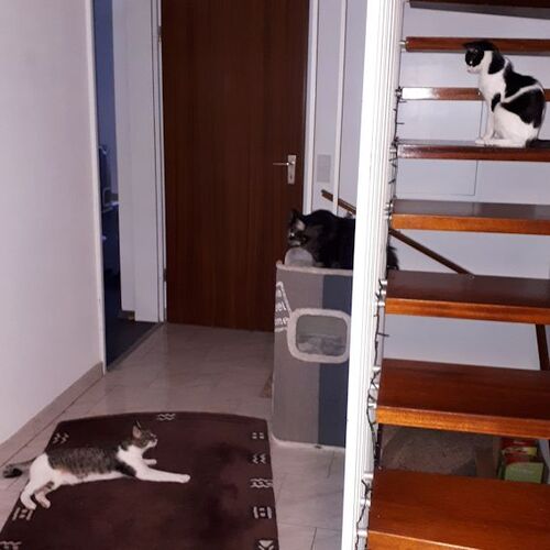 Grey+ Pepo