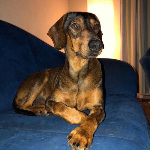 Rubi