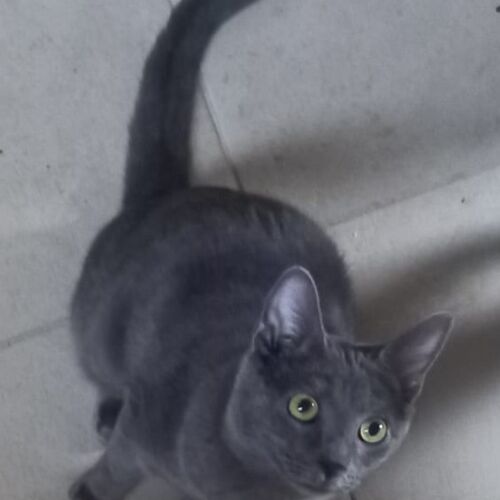 Katze