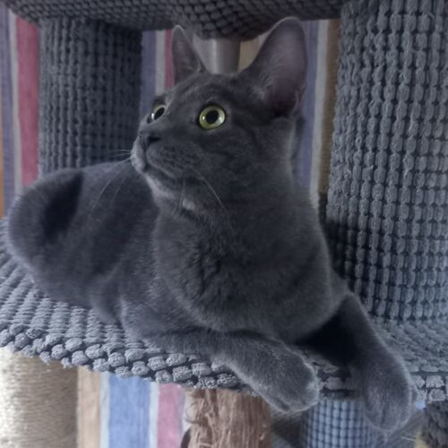 Katze