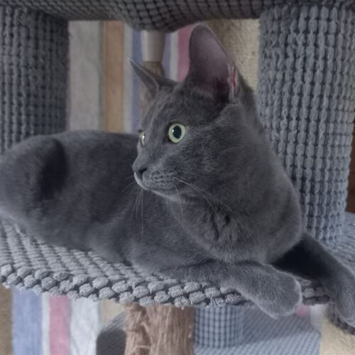 Katze