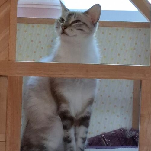 Katze