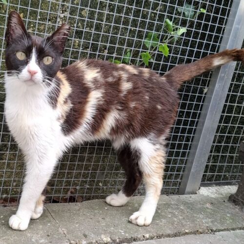 Katze