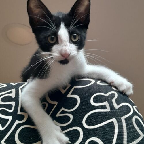 Katze