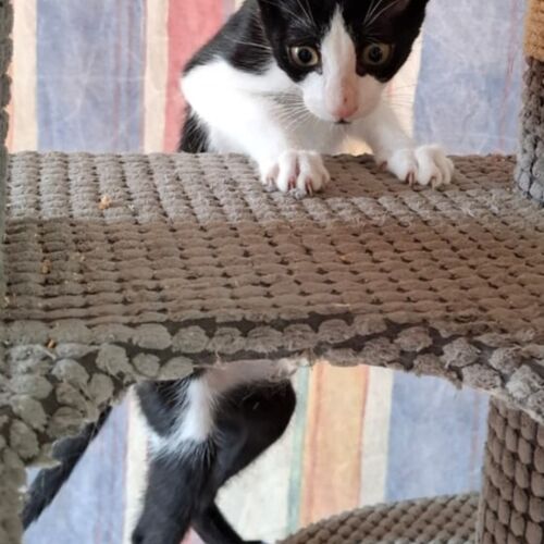 Katze