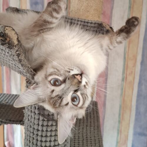 Katze