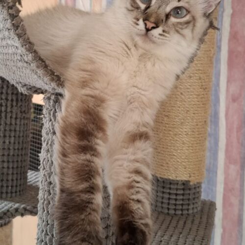Katze